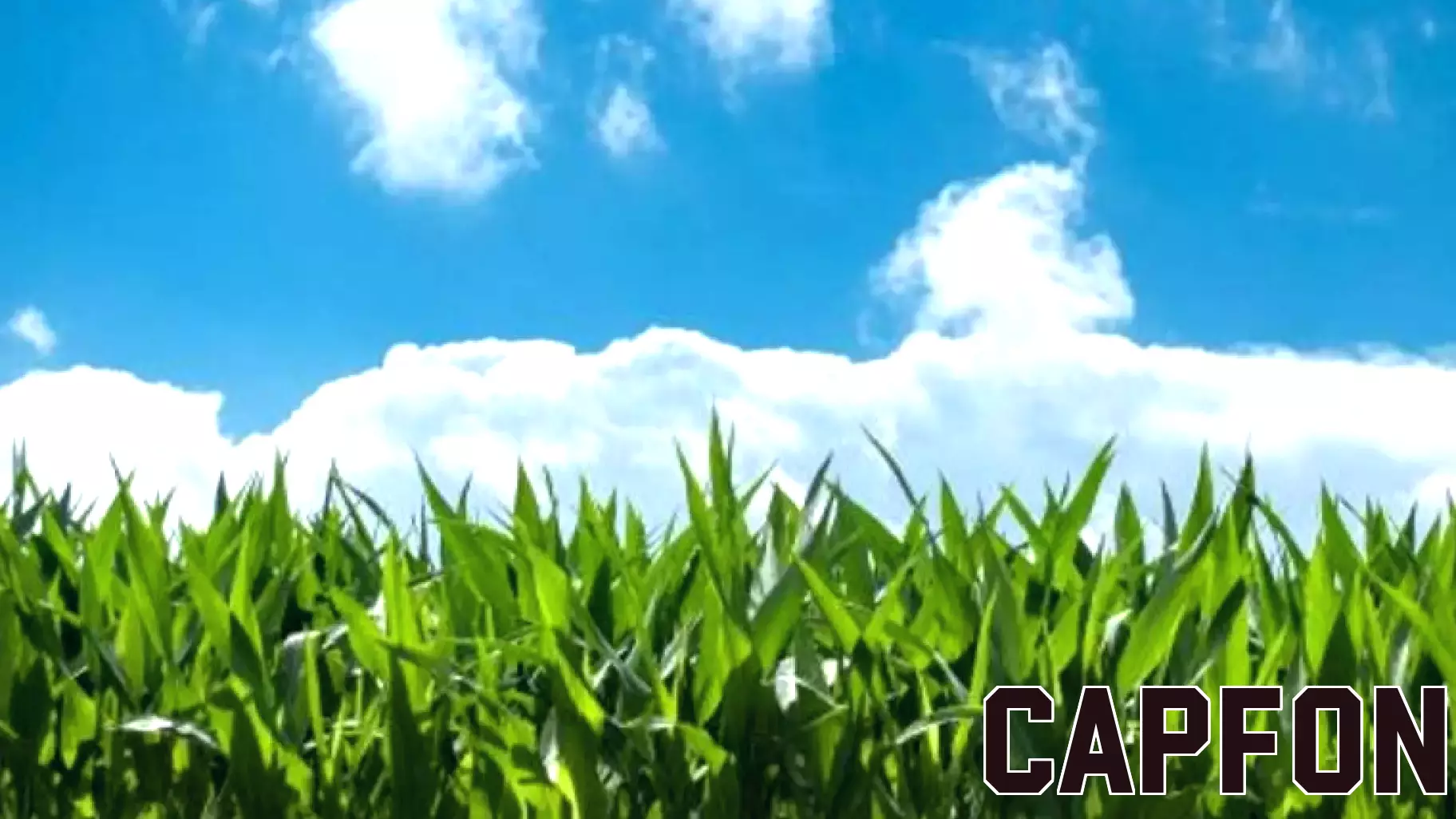Corn Futures Decline Despite Strong Export Activity