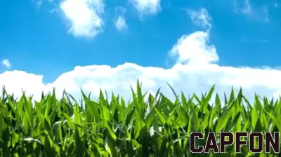 Corn Futures Decline Despite Strong Export Activity