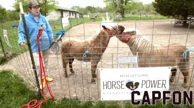 Miniature Horses: Bridging Connections through Equine Therapy